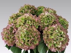 Hydrangea White Verena Classic 65cm 20-22cm Hd