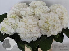Hydrangea White Verena 80cm 18-20cm Hd