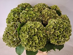 Hydrangea My Beautiful Rio Classic 60cm 18-20cm Hd