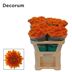 Chrysanth Single Bellavista 75cm 70gr.