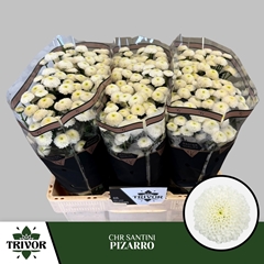 Chrysanth Santini Pizarro 55cm 36gr.