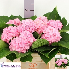Hydrangea Verena 50cm 13-15cm Hd