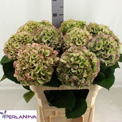 Hydrangea My Beautiful Heaven Classic 80cm 20-22cm Hd