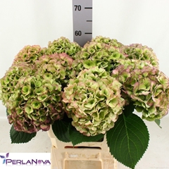 Hydrangea My Beautiful Heaven Classic 60cm 16-18cm Hd