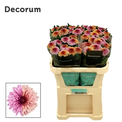 Chrysanth Pip Festival 70cm 95gr.