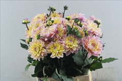 Dahlia Mondriaan 45cm