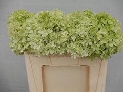 Hydrangea Limelight 50cm 12-14cm Hd
