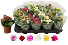 Kalanchoe Double Rosaline Mix 7Ø 15cm