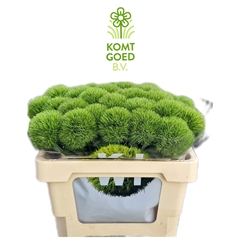 Dianthus Barb Kiwi Mellow 60cm