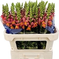 Antirrhinum Maryland Orange 75cm