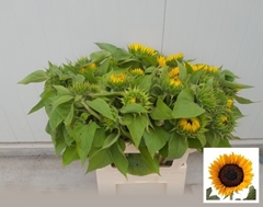 Helianthus Sunrich Orange 75cm