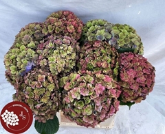 Hydrangea Royal Anastasia Classic 65cm 15-17cm Hd