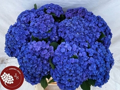 Hydrangea Royal Kiss 80cm 19-21cm Hd