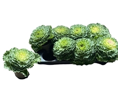 Brassica Oleracea 12Ø 17cm