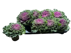 Brassica Oleracea 12Ø 17cm