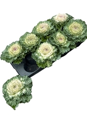 Brassica Oleracea 12Ø 17cm