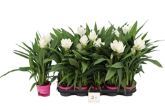 Curcuma Siam Sisto 12Ø 50cm