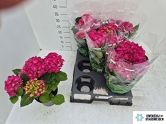 Hydrangea Amsterdam 14Ø 35cm 5bl