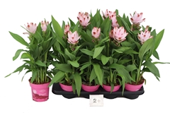 Curcuma Alismatifolia Siam Salsa 14Ø 60cm