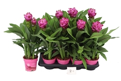 Curcuma Siam Sanna 14Ø 60cm