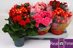 Begonia Double Mix 14Ø 35cm