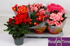 Begonia Double Mix 14Ø 35cm
