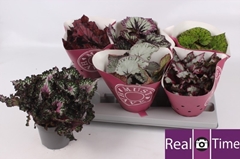 Begonia Leaf Beleaf Mix 13Ø 25cm