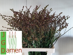 Crocosmia With Berry Of Carmine 75cm