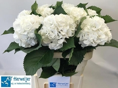 Hydrangea Royal Princess 60cm 16-18cm Hd