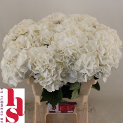 Hydrangea Royal Princess 60cm 17-19cm Hd
