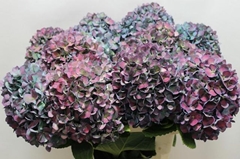 Hydrangea Pimpernel Aubergine Classic 60cm 19-21cm Hd