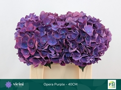 Hydrangea Royal Opera 40cm 13-15cm Hd