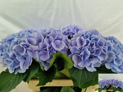 Hydrangea Verena Blue 80cm 18-20cm Hd