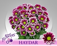 Chrysanth Spray Haydar 70cm 85gr.