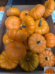 Cucurbita Pepo Jack Be Little