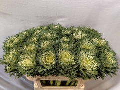 Brassica Crane Feather Snow 70cm