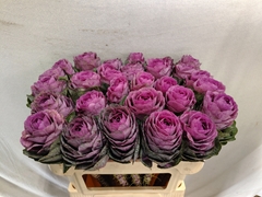 Brassica Condor Red 70cm