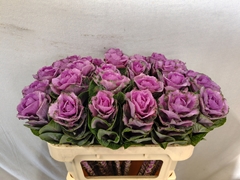 Brassica Empire Olga 70cm