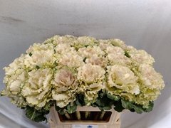 Brassica Crane Ruffle Bicolour 70cm