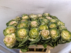 Brassica White Crane 70cm