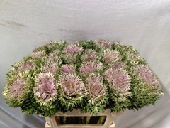 Brassica Crane King 70cm
