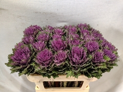 Brassica Crane Queen 70cm