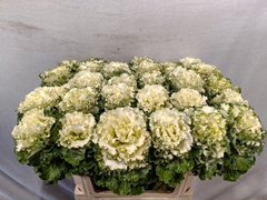 Brassica Crane Ruffle White 70cm