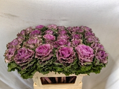 Brassica Empire Bogdana 70cm