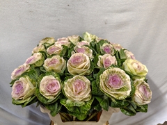 Brassica Crane Bicolour 60cm