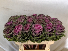 Brassica Crane Ruffle Red 70cm