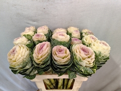 Brassica Condor White 60cm