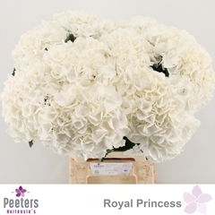 Hydrangea Royal Princess 60cm 16-18cm Hd
