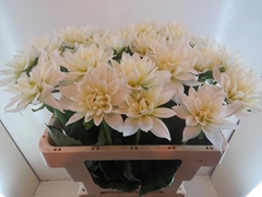 Dahlia Karma Maarten Zwaan 55cm