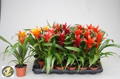 Guzmania Mix 5 Kinds 9Ø 32cm
